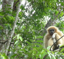 View of Gibbon