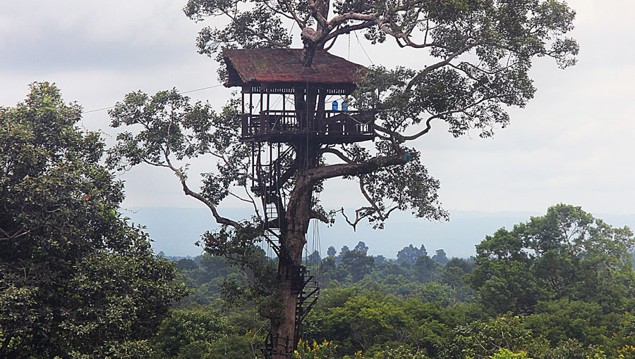 Tree Platform in Cambodia