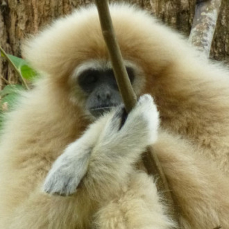 Gibbon Close Up 