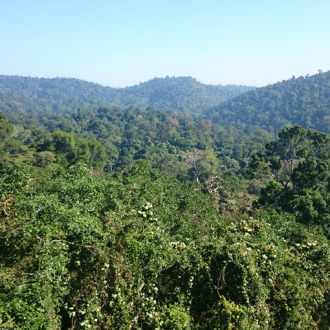 Chonburi Rainforests 