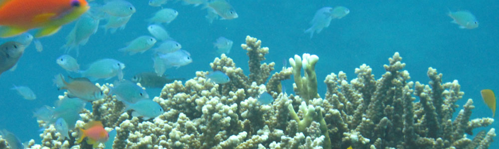 Khao Lak Diving