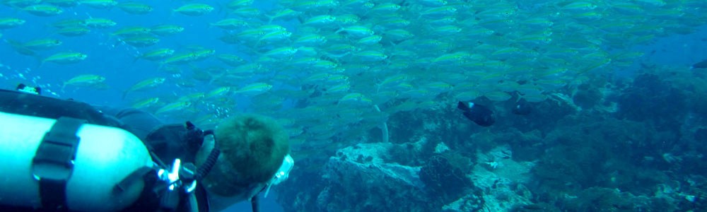 Diving Off Koh Tao