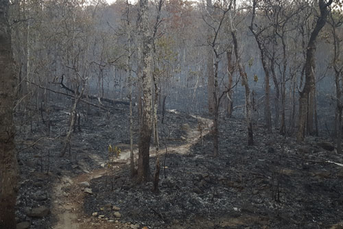 Burnt Forest Trail in Chiang Mai