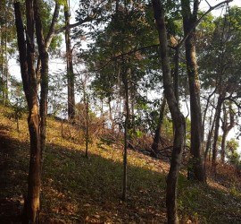 Doi Pui