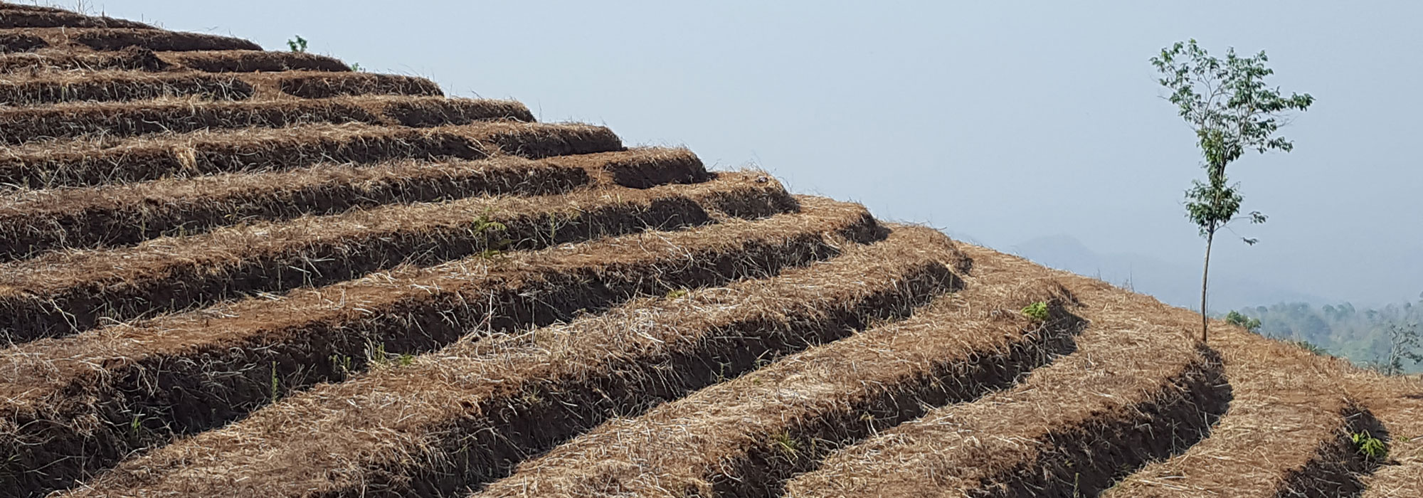 Field on Doi Pui