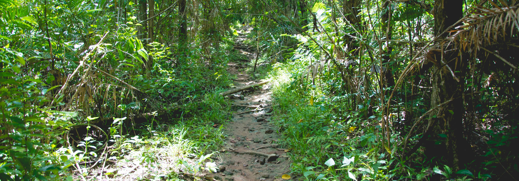 Jed Kod MTB Trail