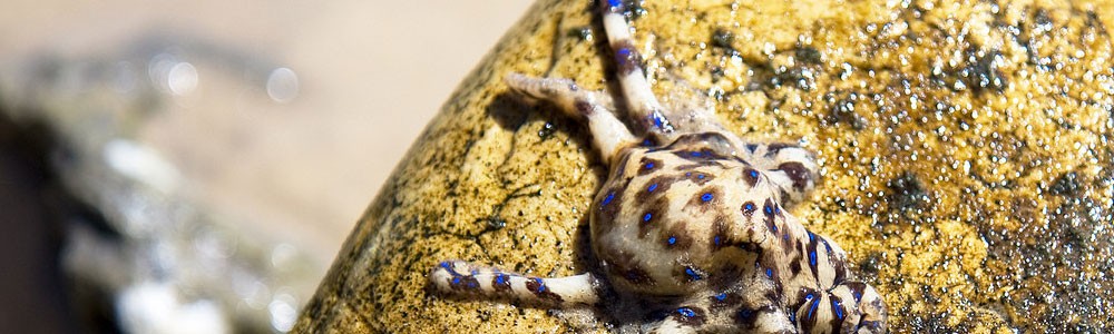 Blue Ringed Octopus