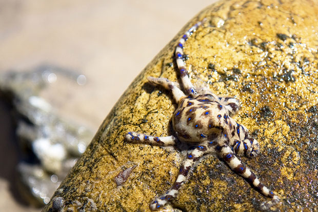 Octopus