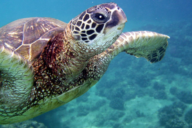 Sea Turtle
