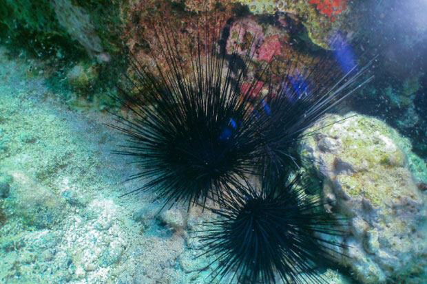 Thailand Diving