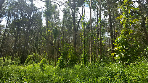 Forest Around Doi Suthep