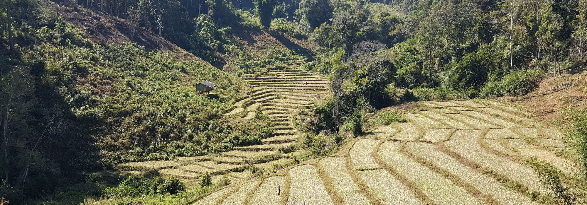Chiang Mai Rice Terrace